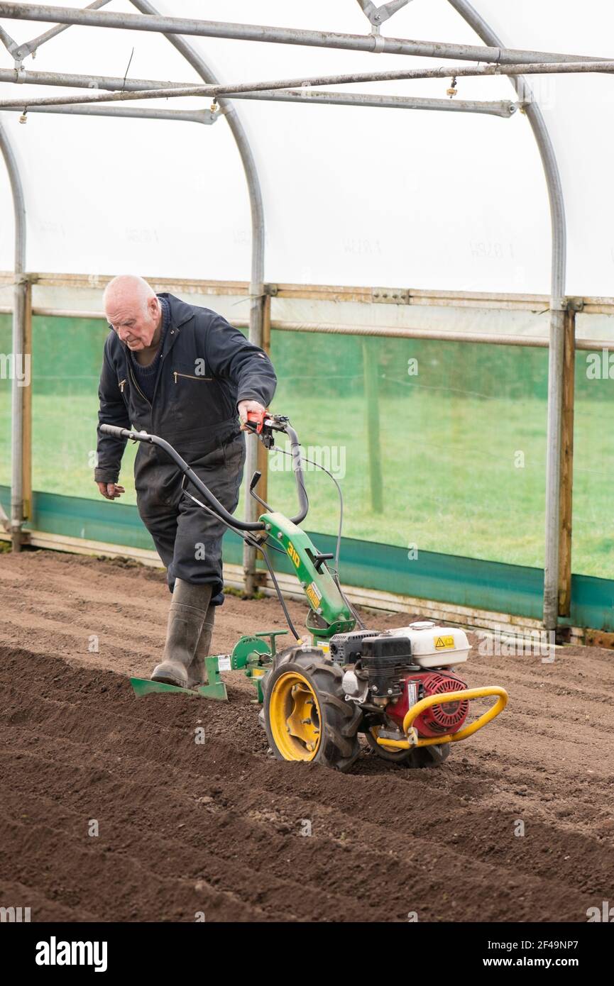 David Helme, in seinen 80ern aktiv und beschäftigt mit der Vorbereitung der Boden die Pflanzung von Kartoffeln in großen Polytunnel für einen Marktgarten. Stockfoto