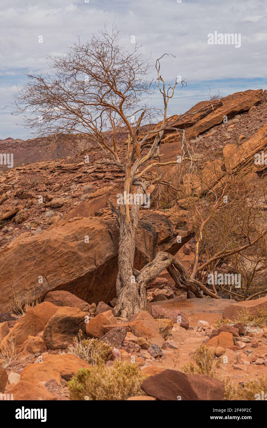 Prähistorische Bushman-Gravuren, Felsmalereien in Twyfelfontein, Namibia - Löwenplatte und andere Tiere und Symbole auf Felsen Stockfoto