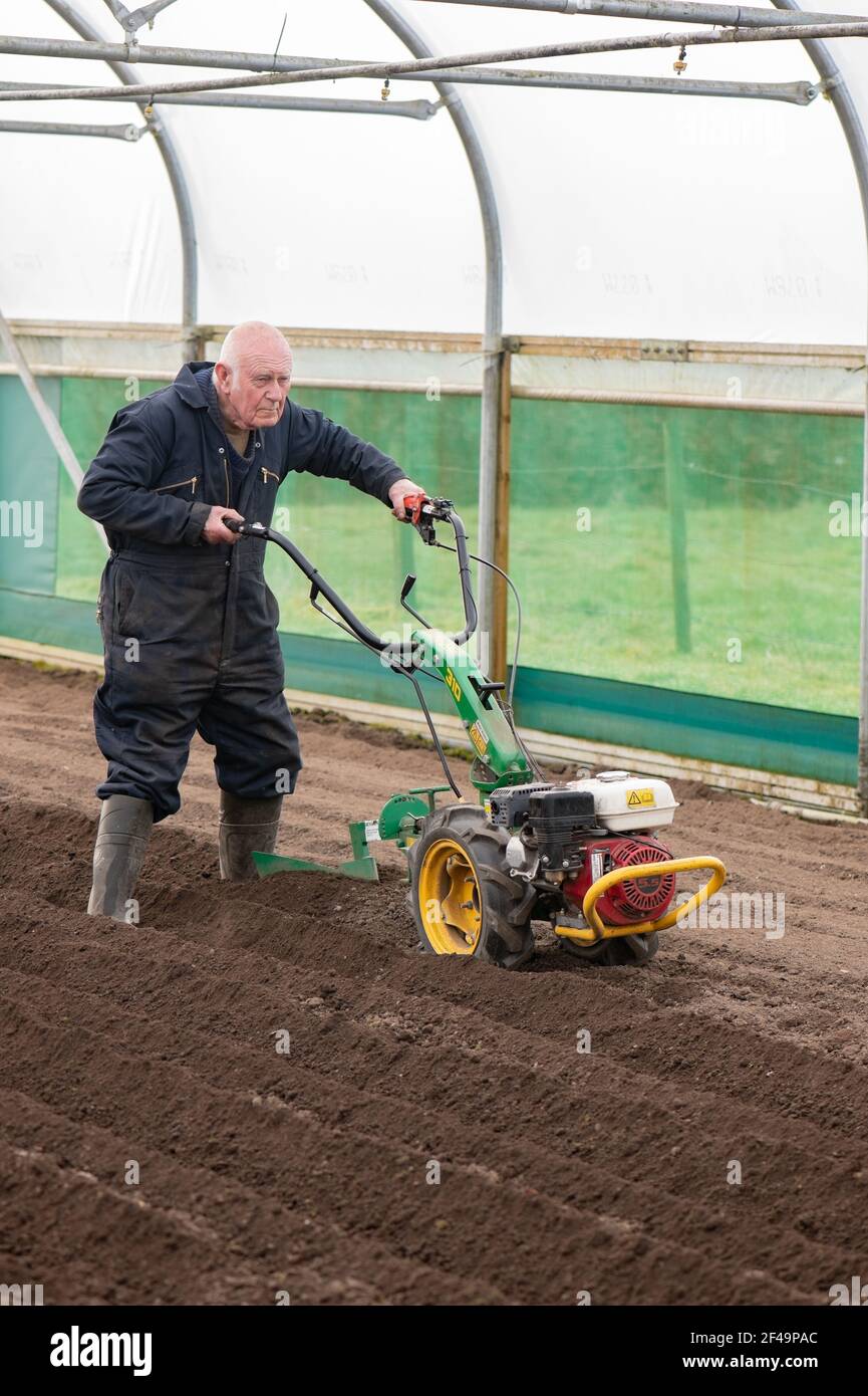 David Helme, in seinen 80ern aktiv und beschäftigt mit der Vorbereitung der Boden die Pflanzung von Kartoffeln in großen Polytunnel für einen Marktgarten. Stockfoto
