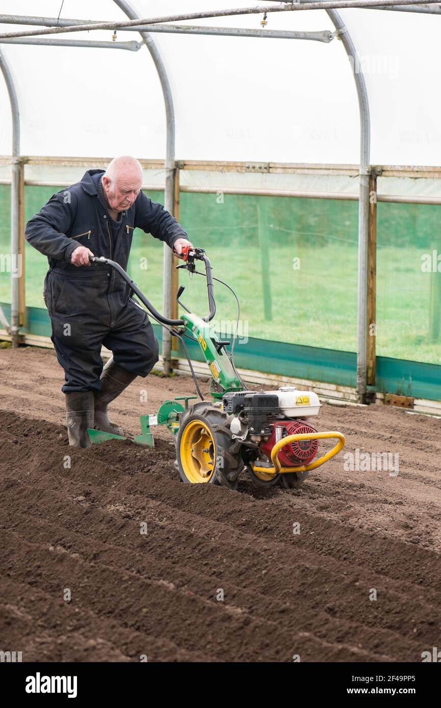 David Helme, in seinen 80ern aktiv und beschäftigt mit der Vorbereitung der Boden die Pflanzung von Kartoffeln in großen Polytunnel für einen Marktgarten. Stockfoto