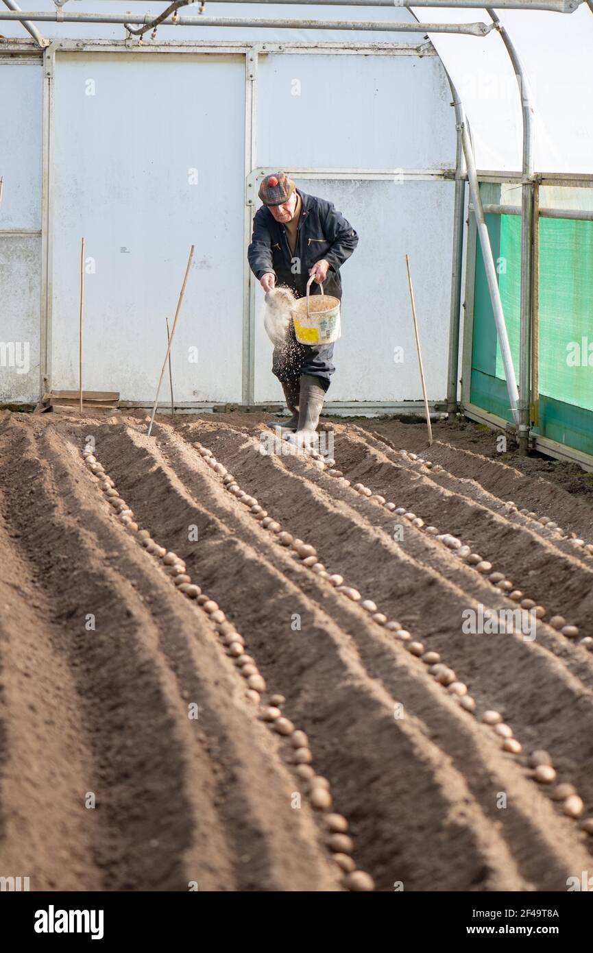 David Helme, in seinen 80ern aktiv und beschäftigt mit der Vorbereitung der Boden die Pflanzung von Kartoffeln in großen Polytunnel. Stockfoto