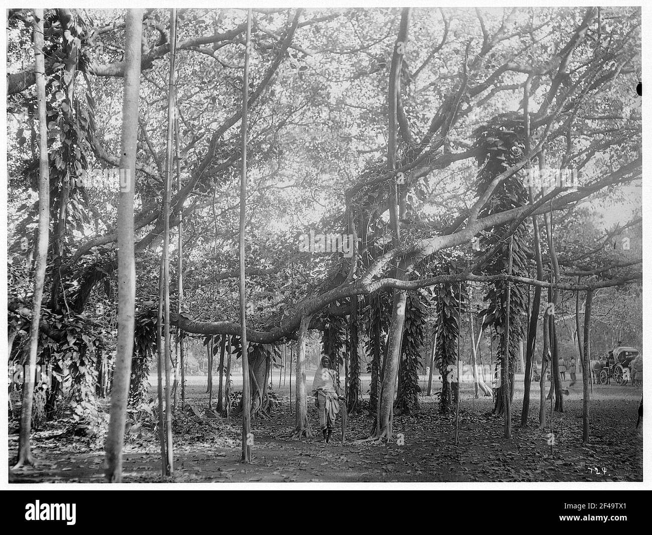 Kalkutta (Indien). Ein Einheimischer befindet sich unter einem Banyan-Baum in einem Park oder botanischen Garten Stockfoto