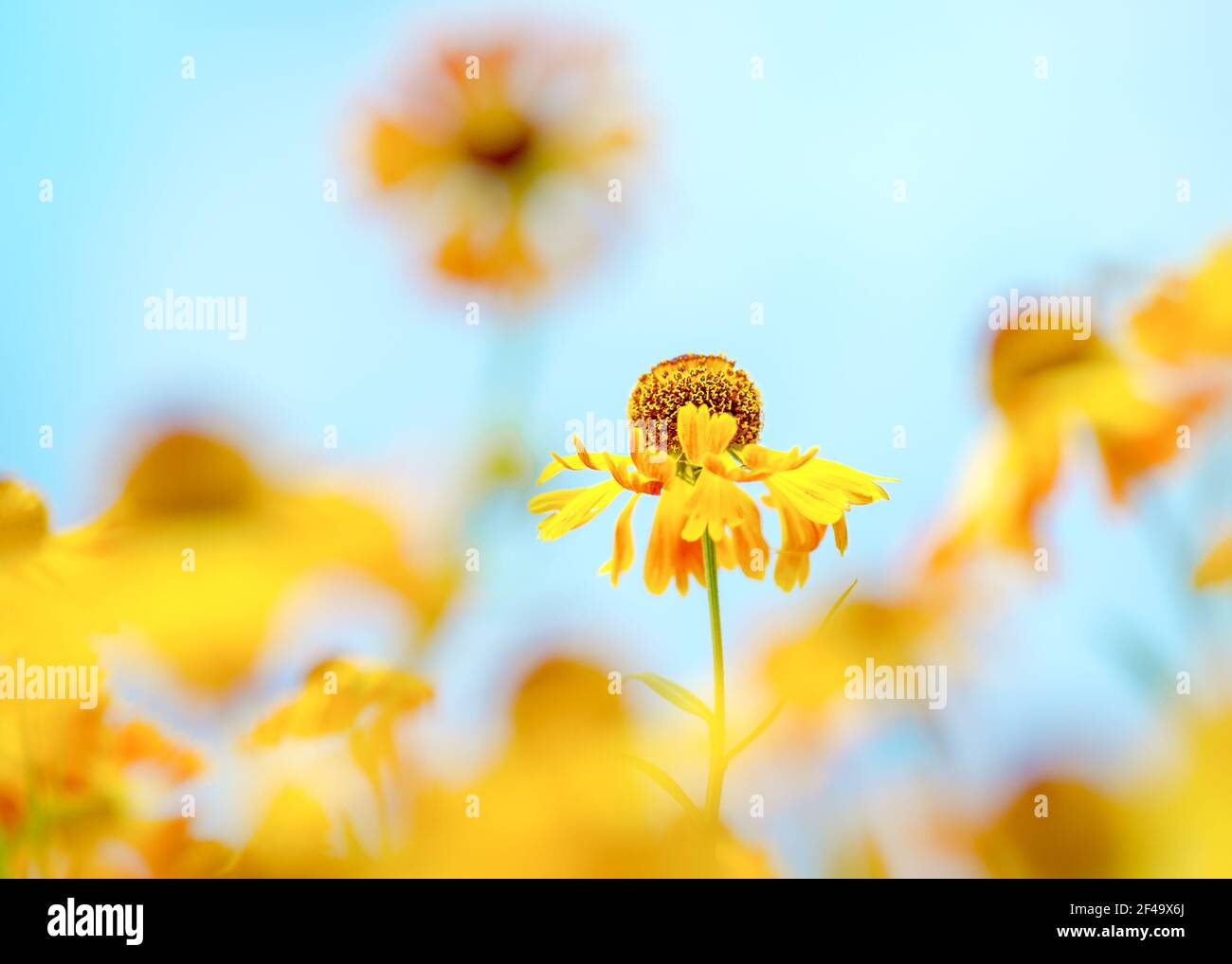 Eine schöne Nahaufnahme eines einzigen gelben helenium „der Bischof“ inmitten verschwommener heleniumblumen und blauem Himmel. Stockfoto
