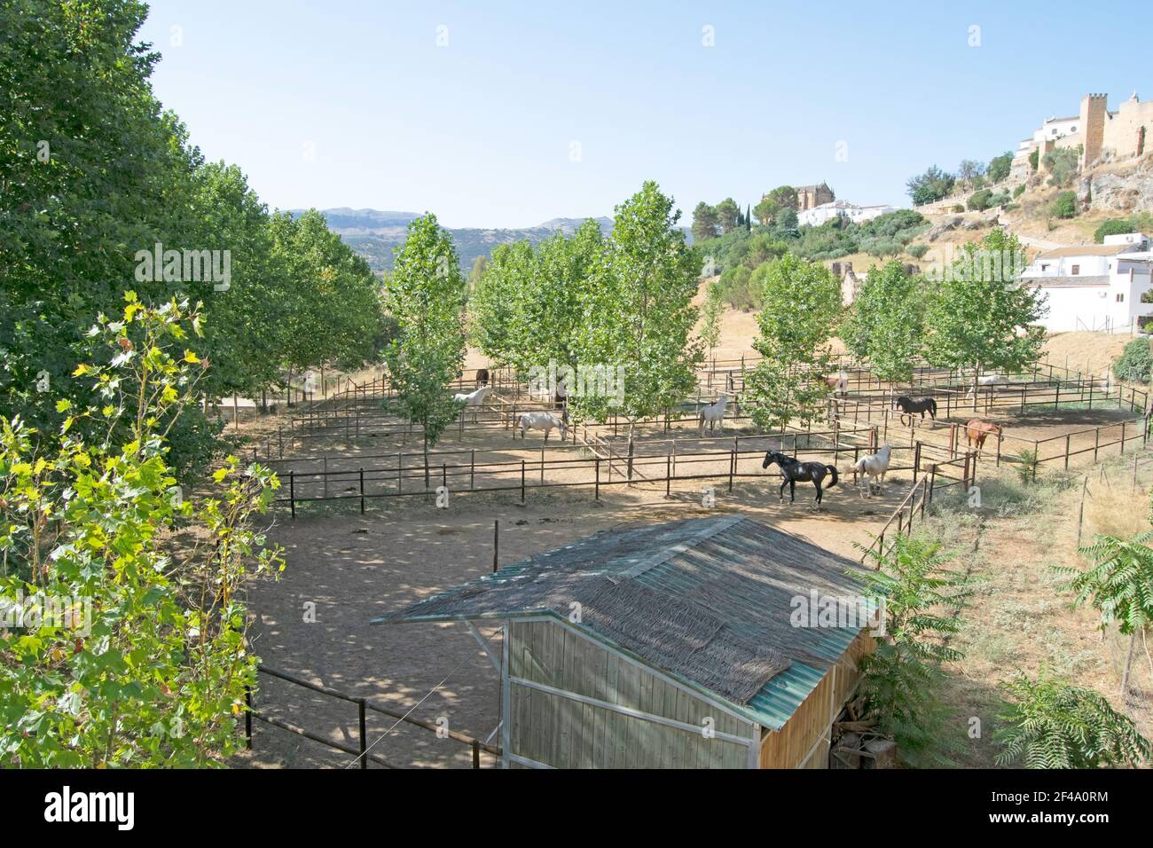 Corral von Rennpferden grasen in Freiheit Stockfoto