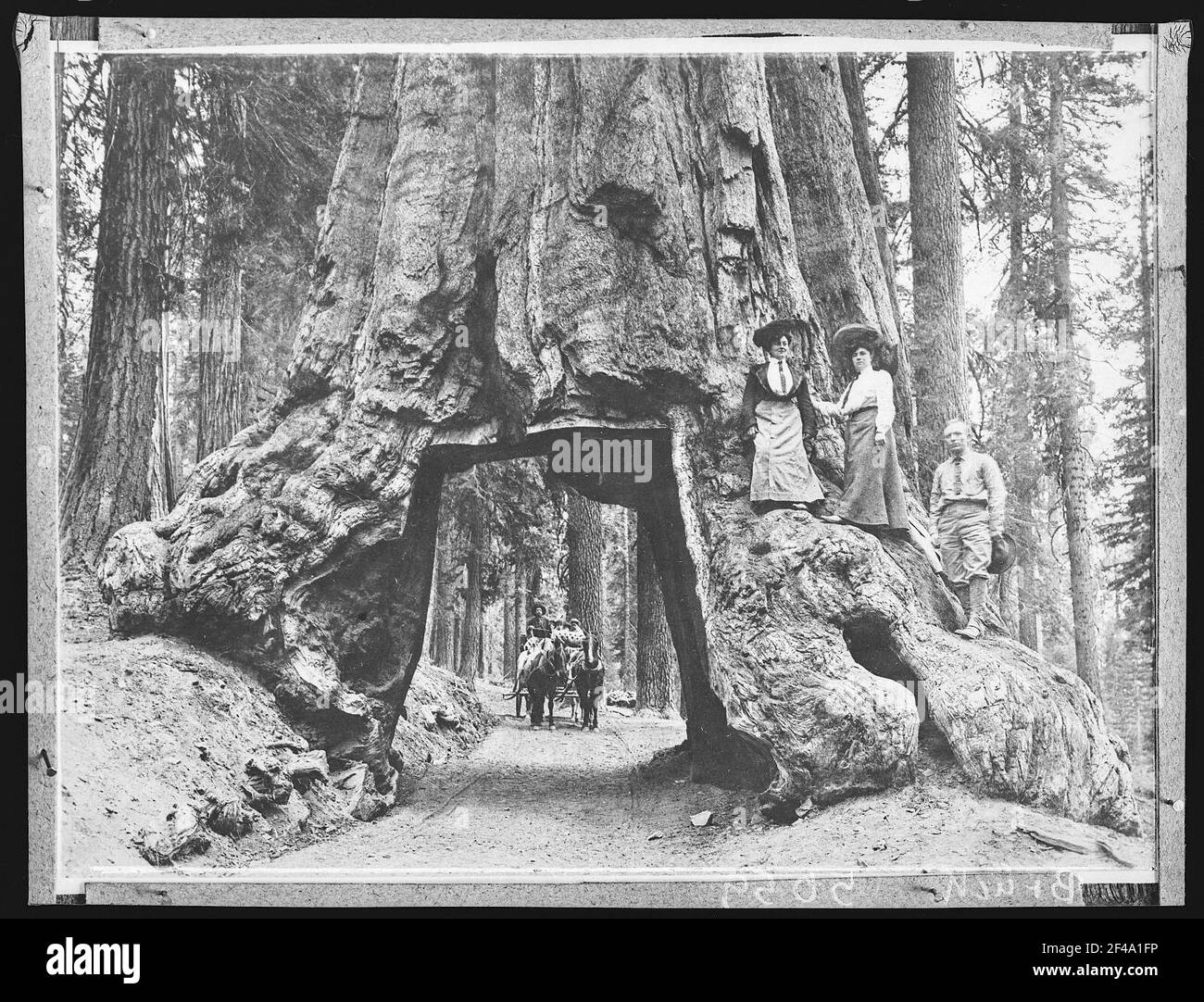 Yosemite. Big Tree Wawona (Wawona-Tunnelbaum, 1969 gefallen), Yosemite, Cal. Stockfoto