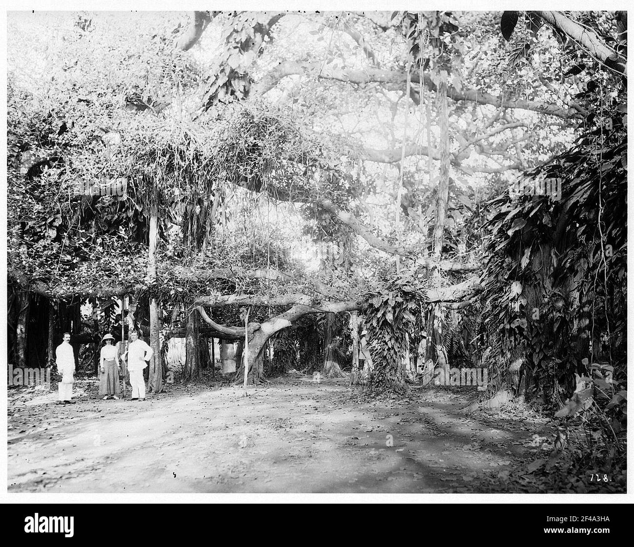 Kalkutta (Indien). Tourist und zwei indigene Männer sind unter einem Banyan Baum in einem Park oder botanischen Garten Stockfoto