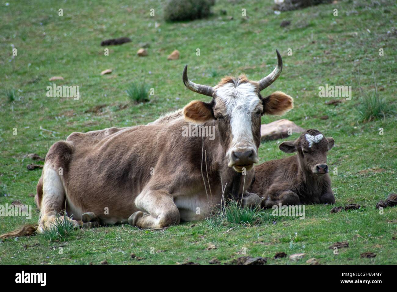 Mutter Kuh und Baby Kalb Stockfoto