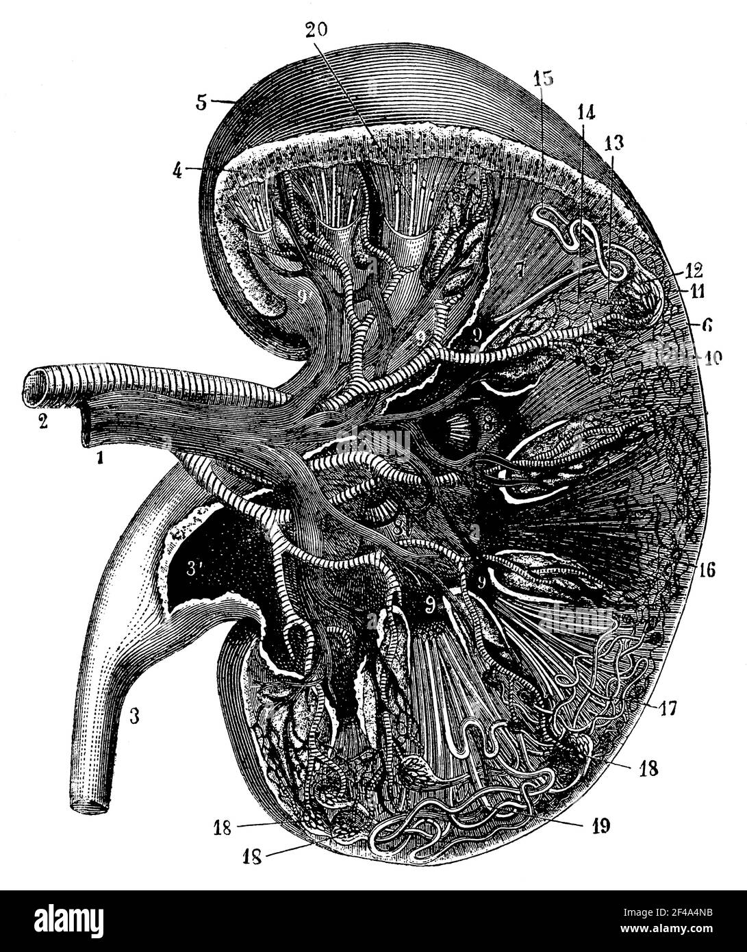 Querschnitt einer Niere. Illustration des 19th. Jahrhunderts. Deutschland. Weißer Hintergrund. Stockfoto