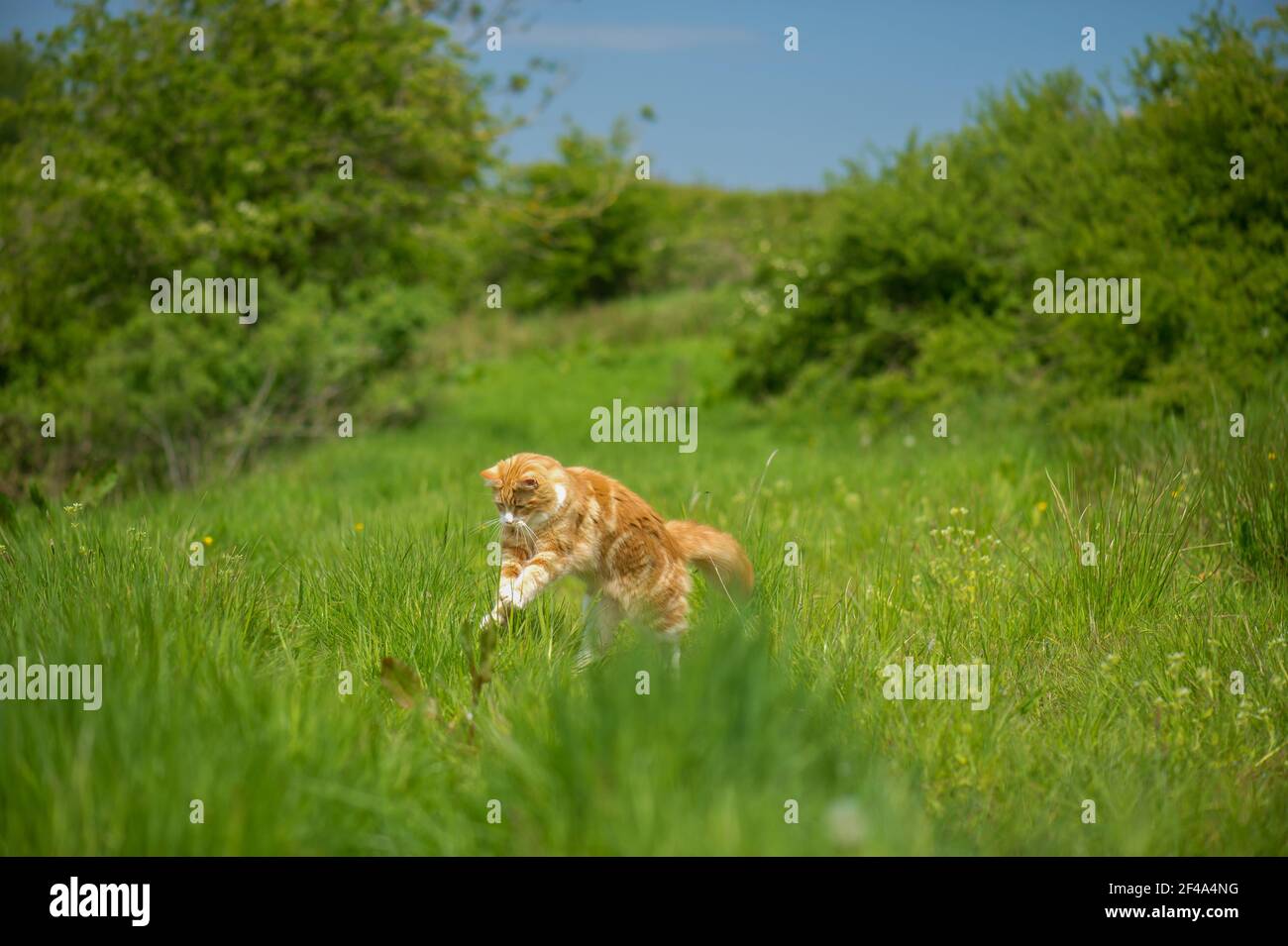 Männliche Maine coon Ingwer und weiße Katze Stockfoto