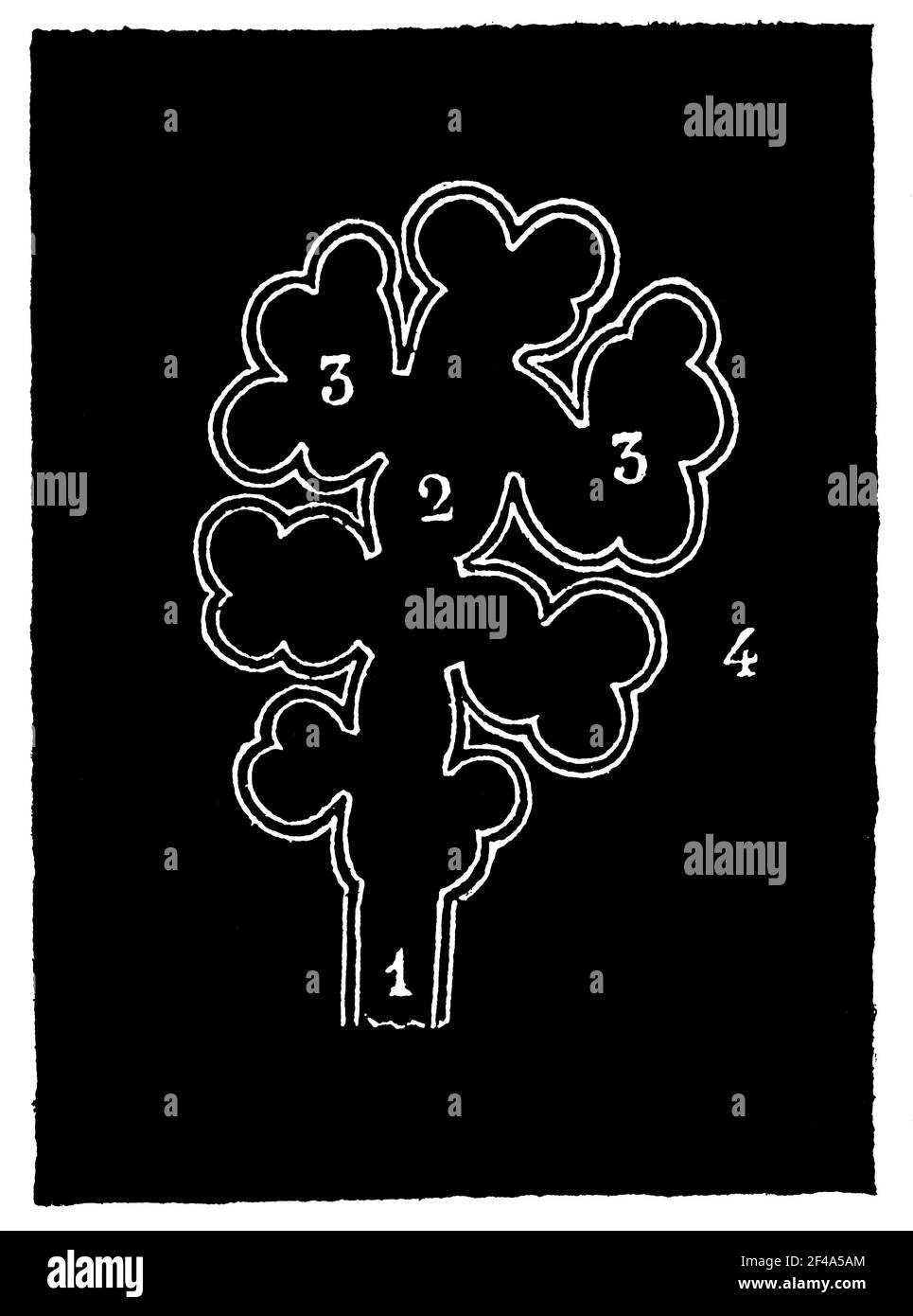 Ende der Verzweigung der Trachealtuben. Illustration des 19th. Jahrhunderts. Deutschland. Weißer Hintergrund. Stockfoto