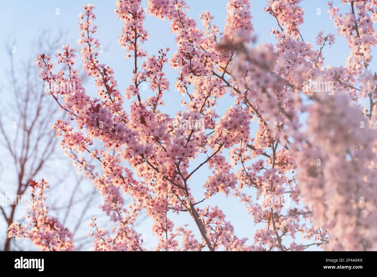 Schöne Frühling rosa Kirsche Pflaume Blüte Hintergrund. Abstraktes pastelliges zartes Banner. Ein verträumtes romantisches Bild des Frühlings. Hellblau und hellrosa sh Stockfoto