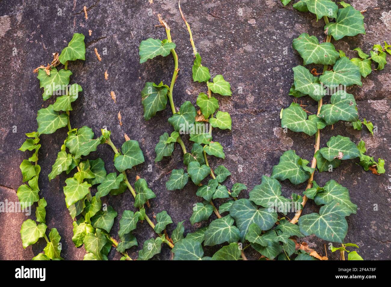 green creeper pflanze wächst auf einer felswand. alte steinmauer