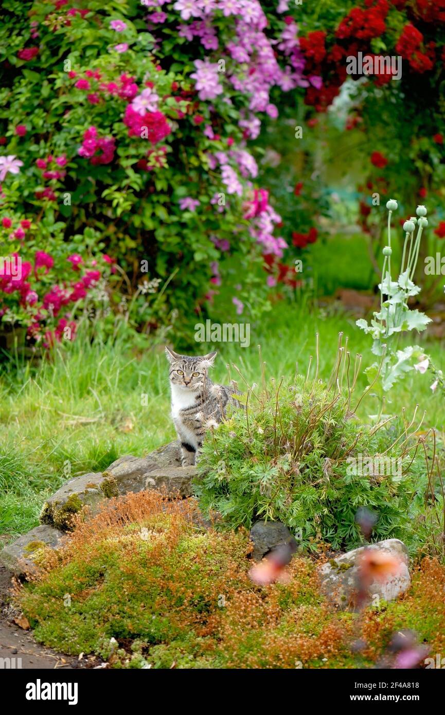 Nahaufnahme eines Teils eines Sommergartens mit kleinen Felsen im Vordergrund, einer Katze mit Blick auf die Kamera und rosa Clematis im Hintergrund. Stockfoto