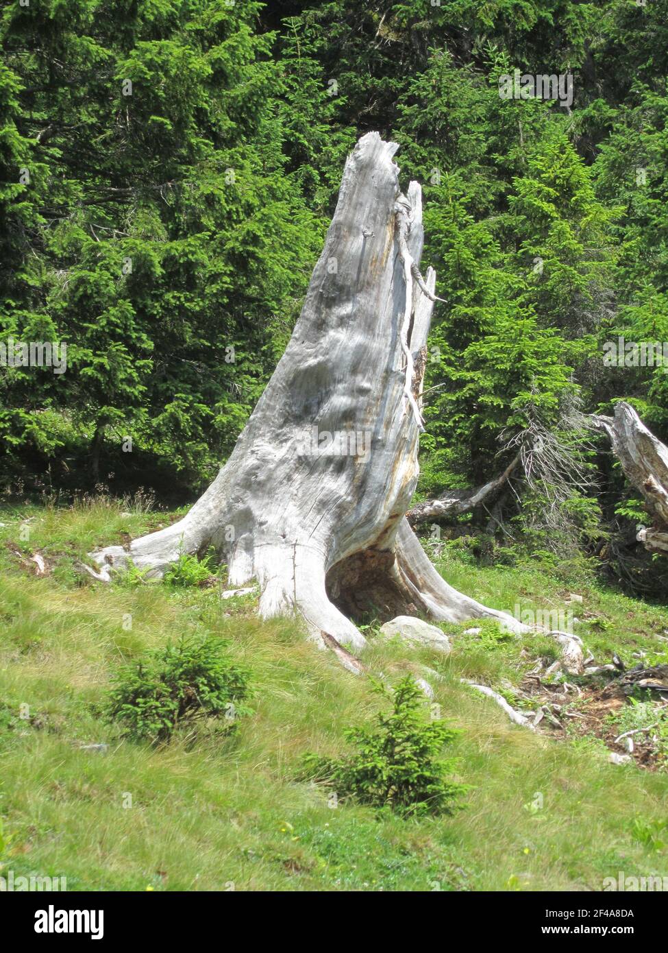 Sicherlich war es ein starker und imposiant Baum im Leben. Aber es ist immer noch beeindruckend im Tod. Es steht dort wie ein geköpfter T-Rex. Stockfoto