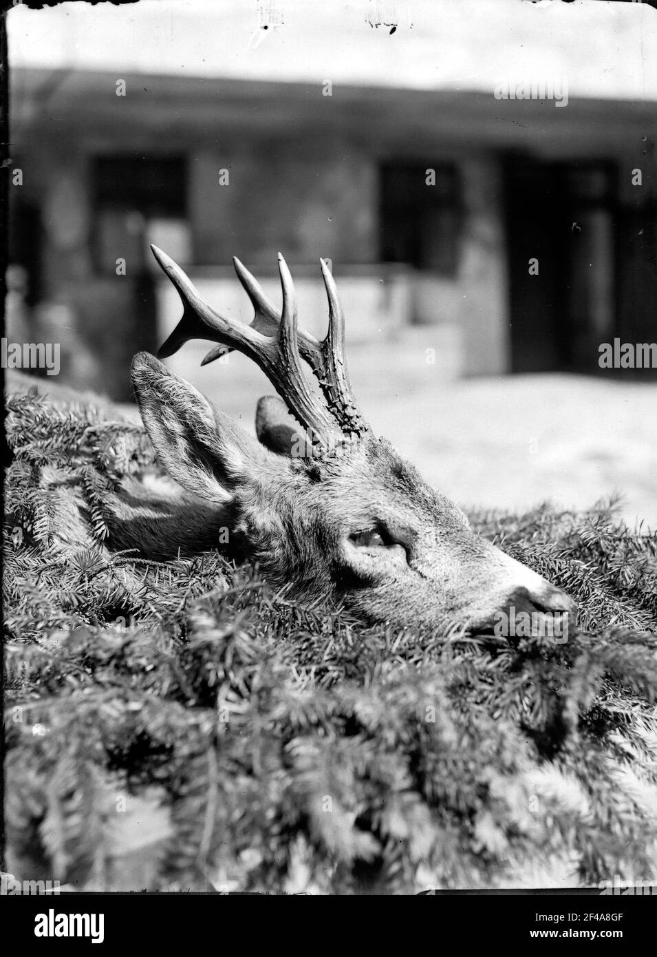 Stillleben mit Reben Stockfoto