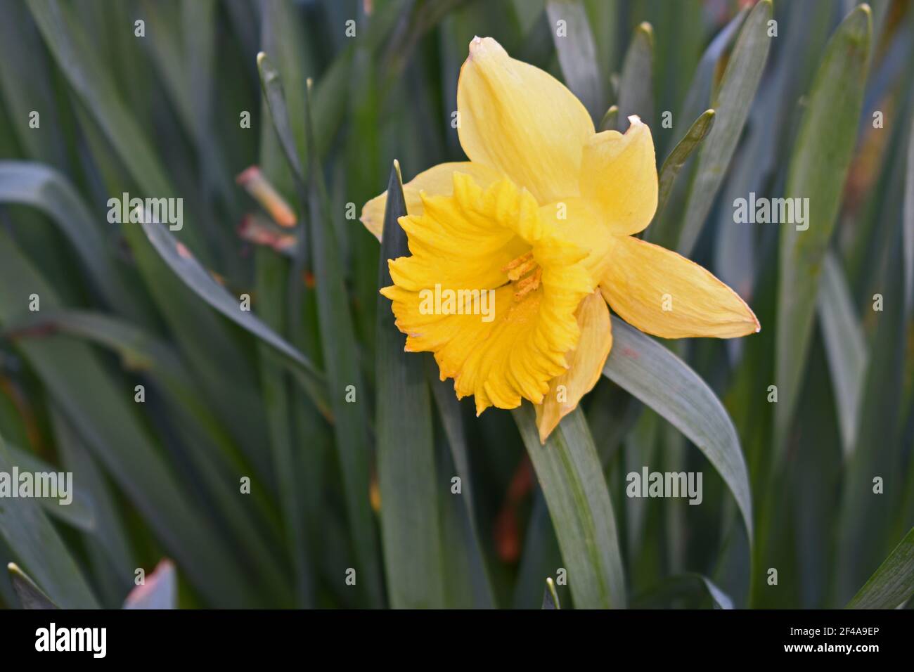 Nahaufnahme der Narzissenblüte Stockfoto