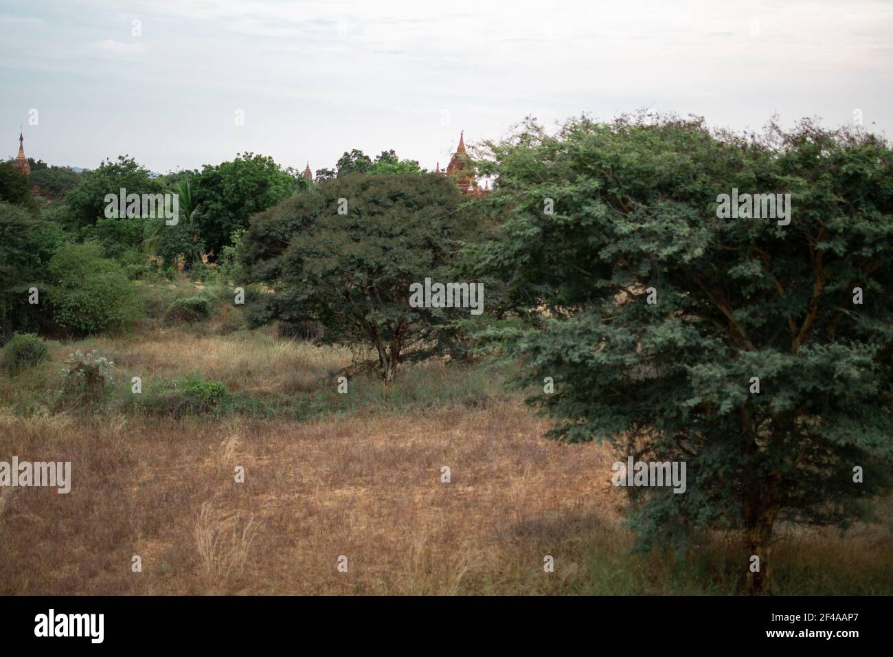 BAGAN, NYAUNG-U, MYANMAR - 2. JANUAR 2020: Ein historischer Tempel, der aus dem Wald und den trockenen Feldern aufrast Stockfoto