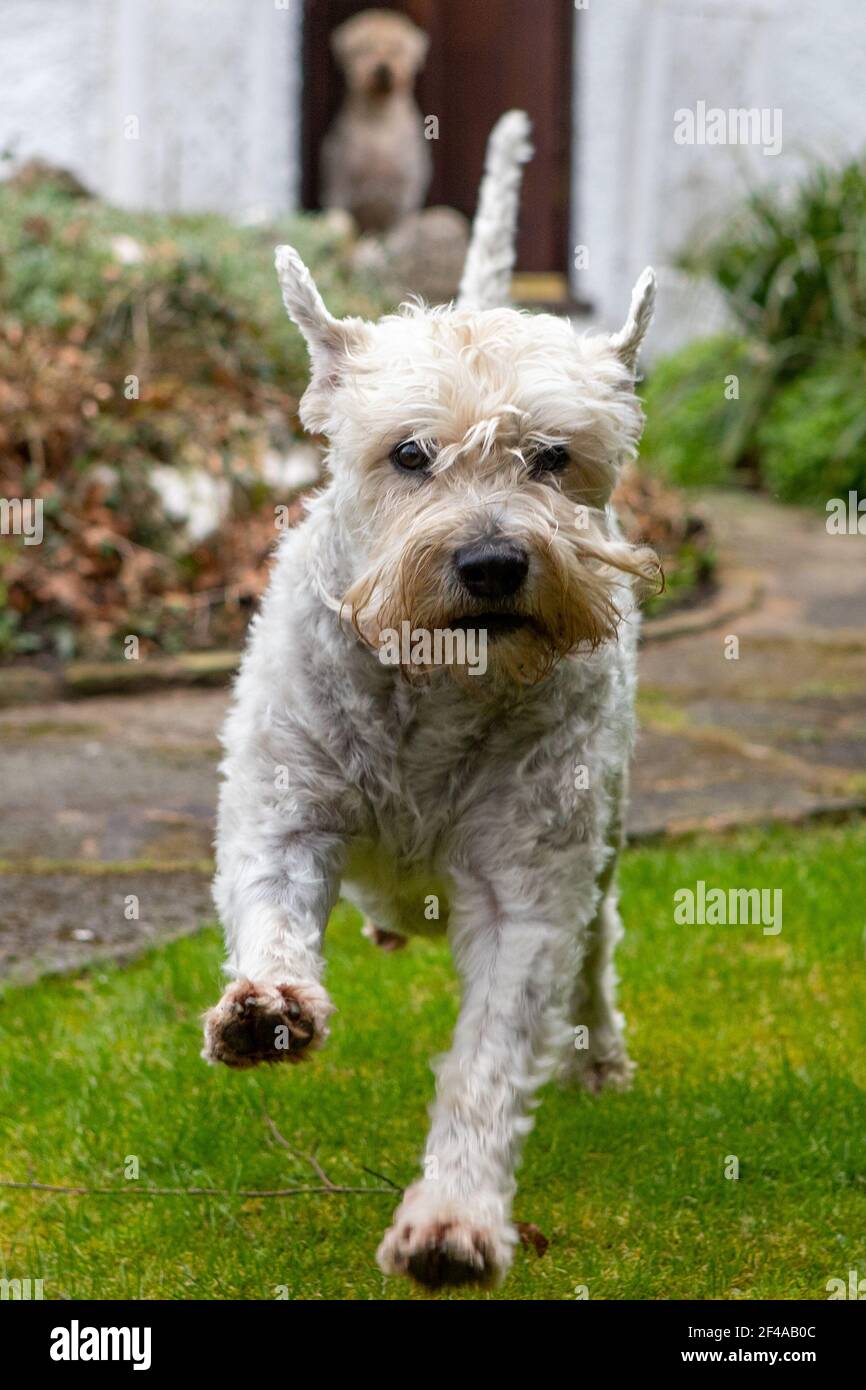 Soft-Coated Wheaten Terrier läuft auf die Kamera, beobachtet von einem anderen Soft-Coated Wheaten Terrier. Stockfoto