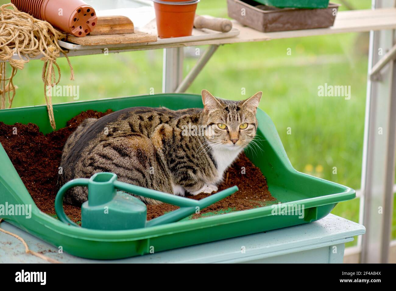 Tabby Katze sitzt in Topfschale gefüllt mit Kompost Blick auf die Kamera. Stockfoto