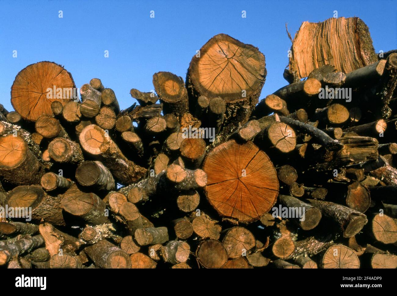 Holzstapel auf gerodeten Flächen in der Toskana, Italien Stockfoto