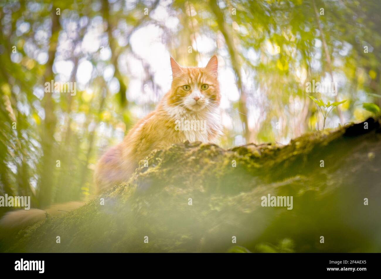 Nahaufnahme von männlichen maine coon Ingwer und weiße Katze sitzen Blick auf die Kamera von hinter gefallenen Baumstamm in Wald mit bluebells. Stockfoto