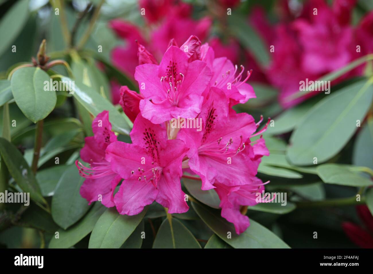rhododendron mit hortensiendnger dngen Purgrn Rhododendrondnger 1 Liter