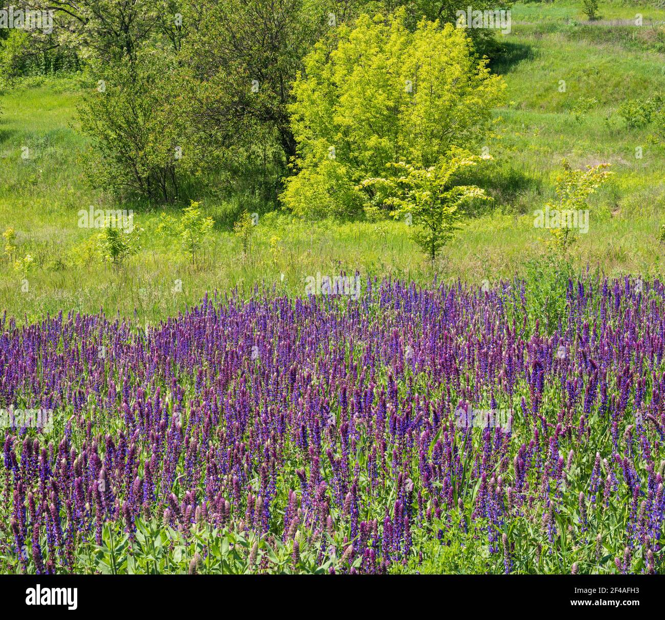 Sommer blüht wild lila Salvia Blumen (Bekannt als Wiesenklary oder Wiesensalbei) Hintergrund Stockfoto