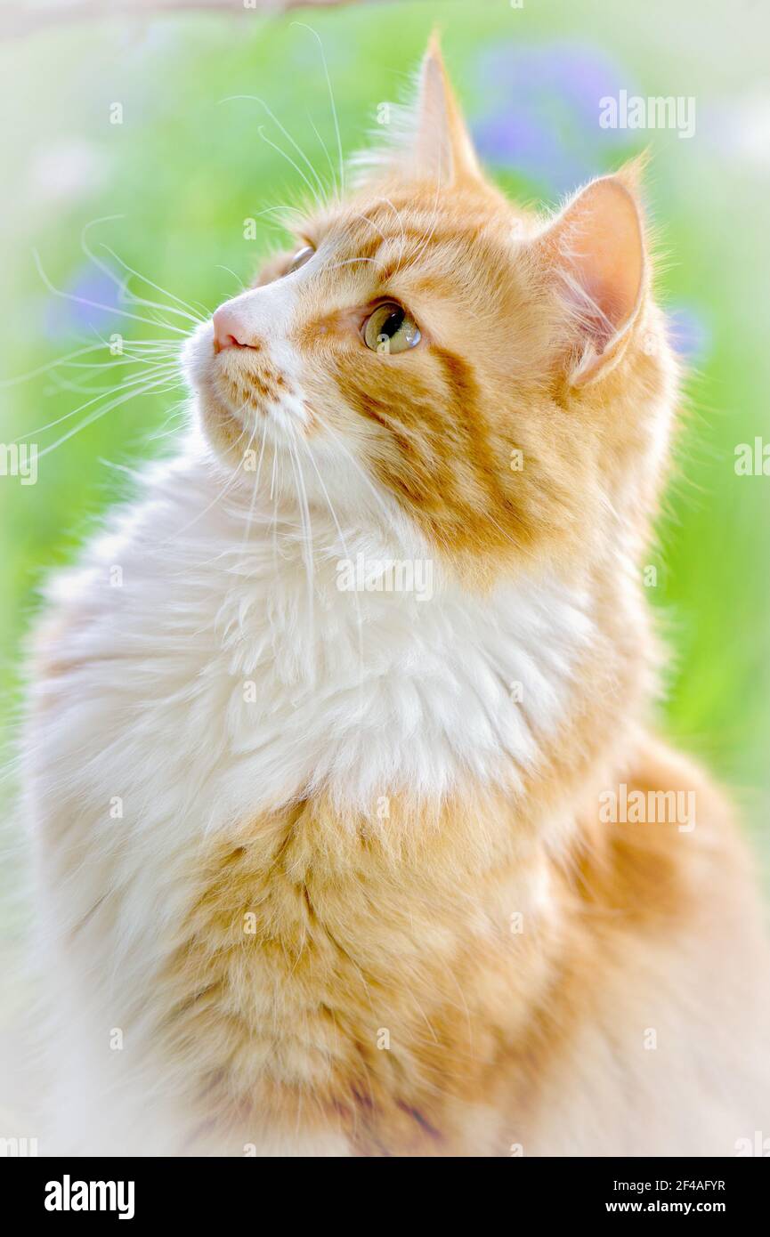 Nahaufnahme des Profils von Maine coon Ingwer und weiße Katze mit goldenen Augen, die nach links schauen, mit unscharfem grünen Hintergrund. Stockfoto