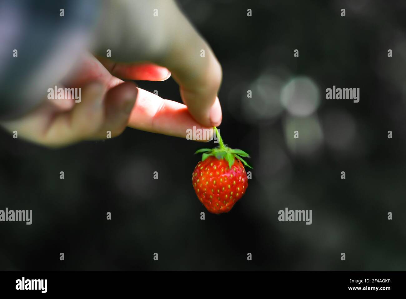 Kunstfoto, schwarz-weiß. Hand hält rote Erdbeerfrucht dunkelgrünen Hintergrund..die Erdbeere in der Hand der Frau. Hängende Erdbeere. Bio-Obst Stockfoto