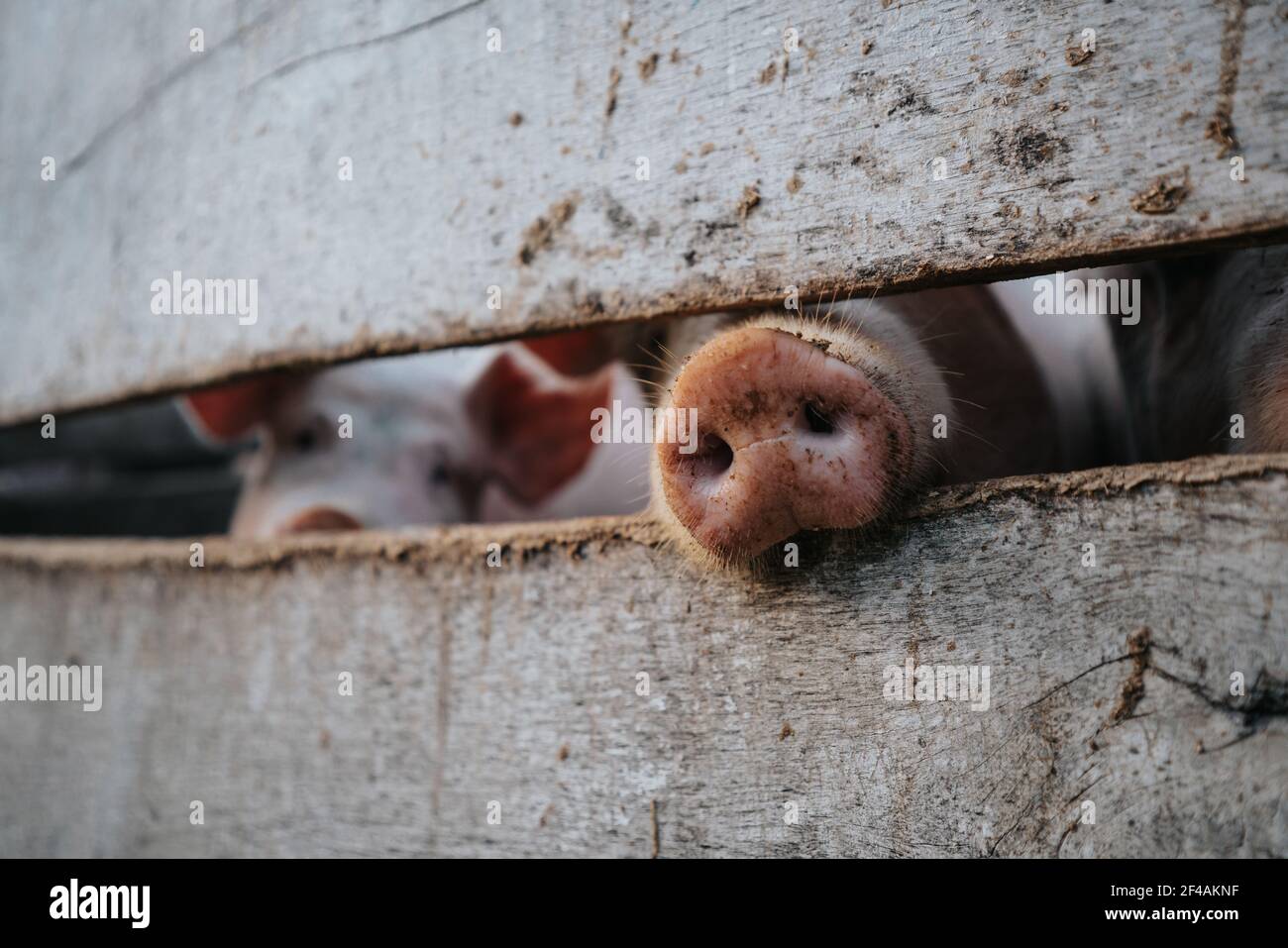 Schwein Nosw hinter einem Holzzaun in einem Bauernhof Stockfoto