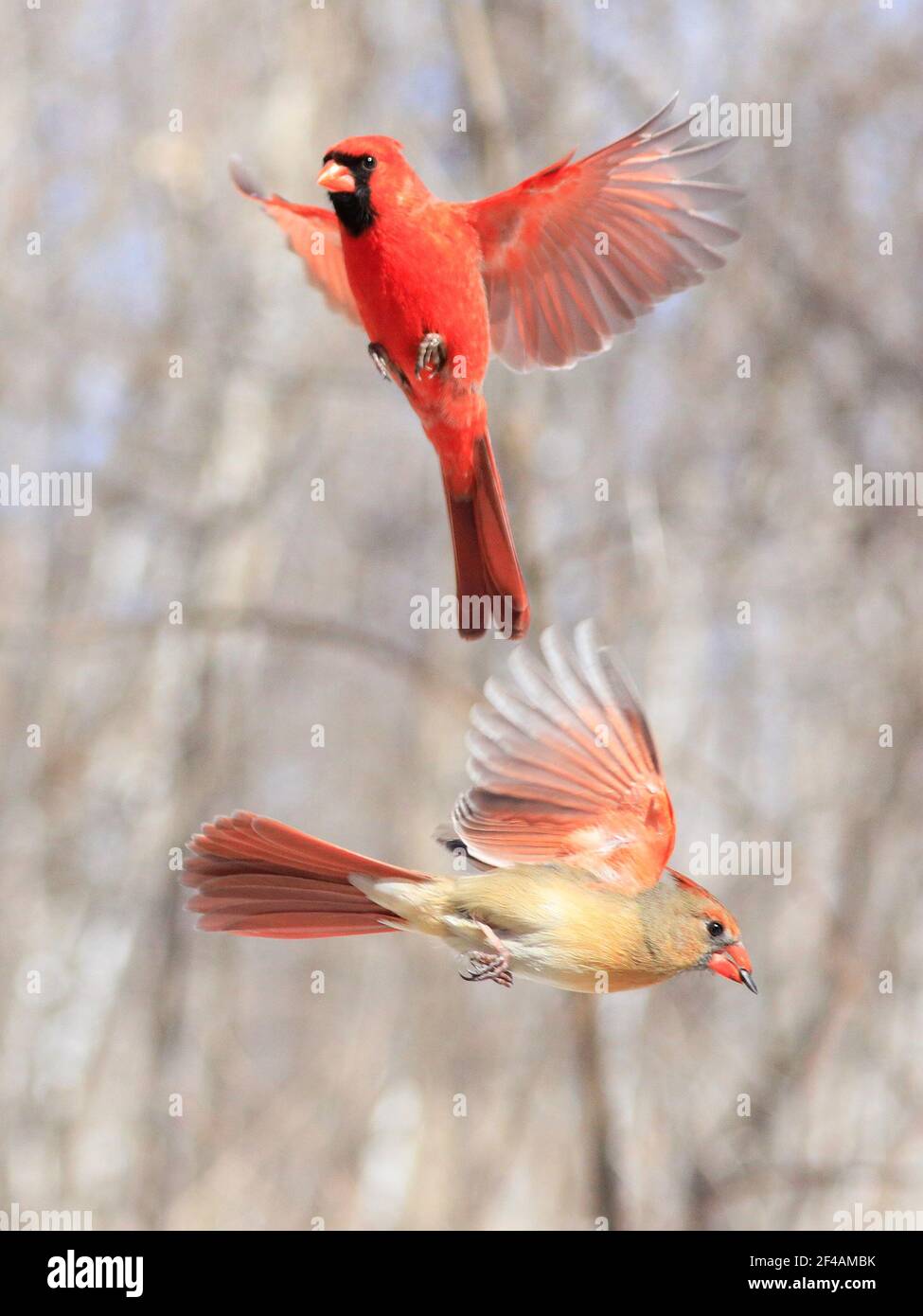 Northern Cardinal Family Flying, Quebec, Kanada Stockfoto