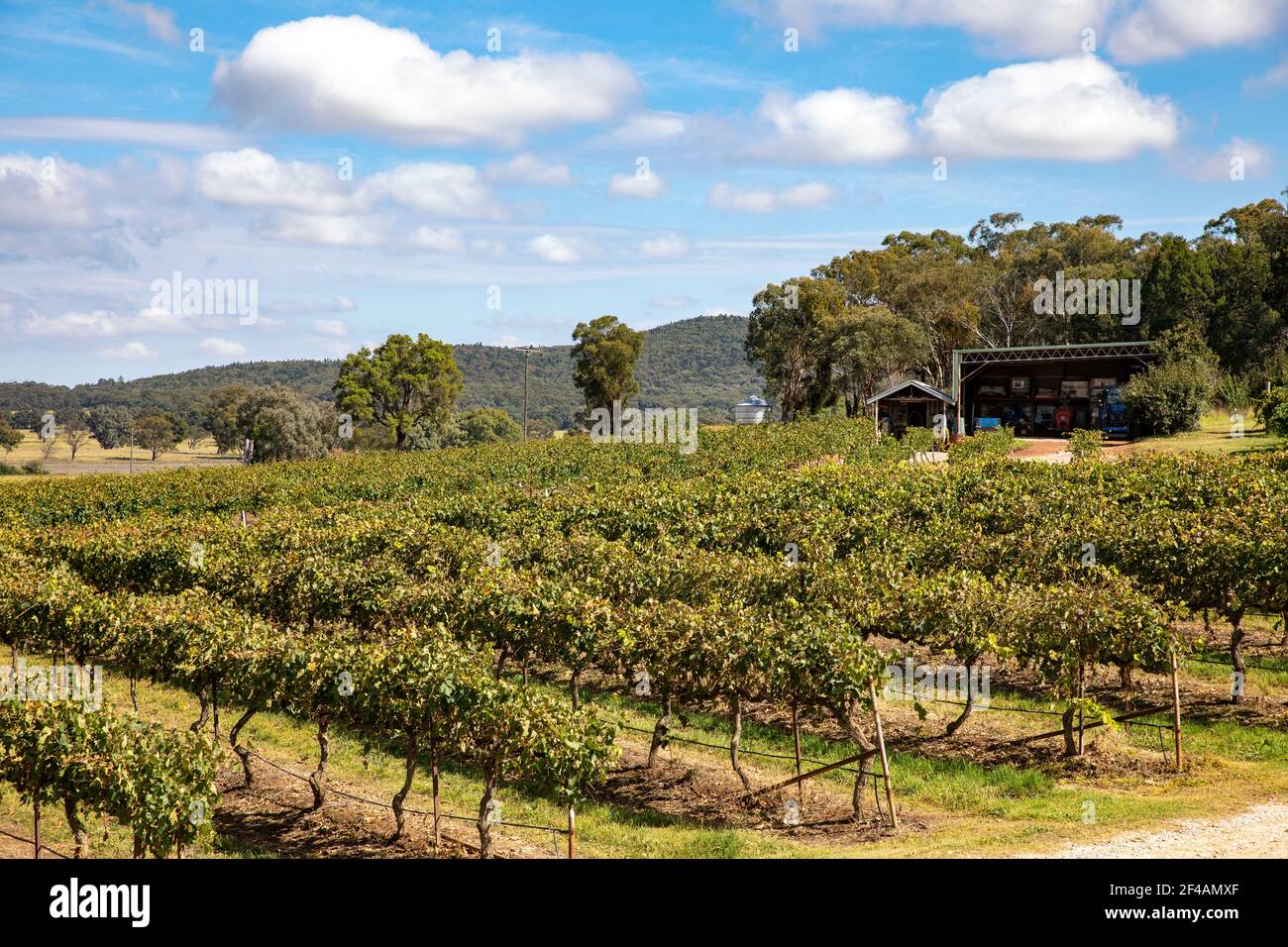 Mudgee Weingut in Robert Stein Weingut in Mudgee Weingebiet, Regional NSW, Australien Stockfoto