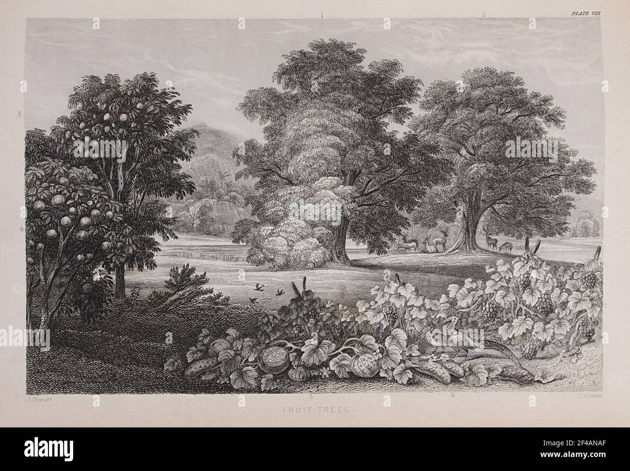 Platte mit dem Titel 'Fruit Trees', aus William Rhinds 'The Vegetable Kingdom', 1860 Stockfoto