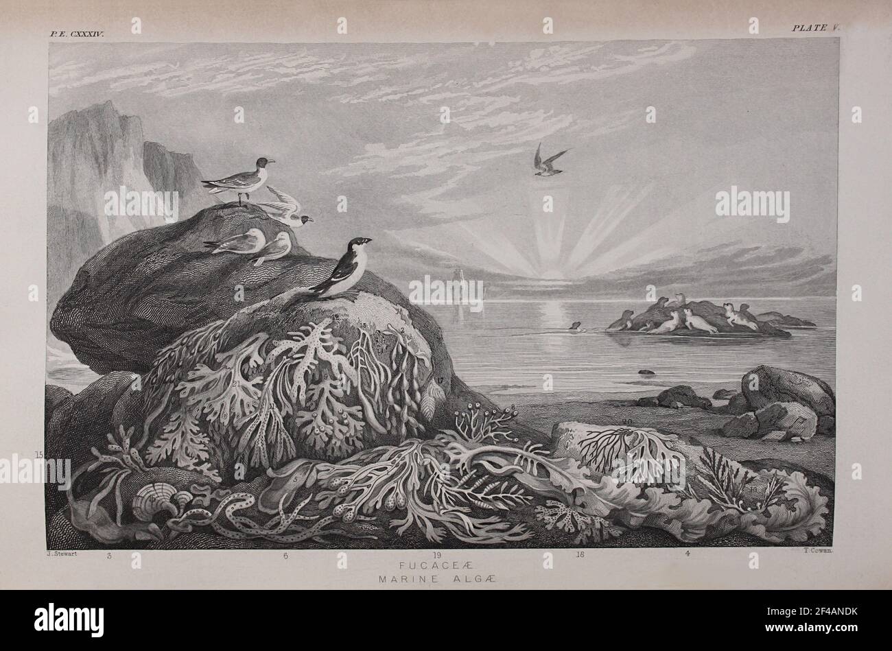 Platte mit dem Titel 'Fucaceae Marine Algae', aus William Rhinds 'The Vegetable Kingdom', 1860 Stockfoto