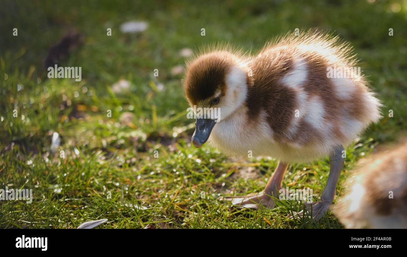 Ägyptische Gänseküken, Alopochen aegyptiaca, grasen auf dem frischen Gras in einem Park bei Sonnenuntergang Stockfoto