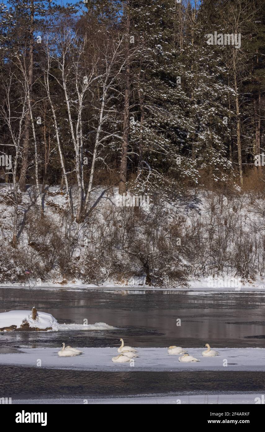 Trompeter Schwäne ruhen auf einem Stück Eis im Norden Wisconsin. A Min Stockfoto