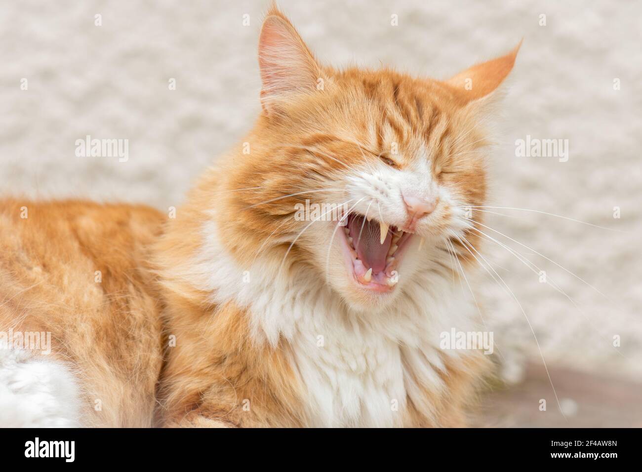 Komische Nahaufnahme von männlichem Ingwer und weißer Maine coon Katze, die vor einer weißen Wand sitzt, lacht oder gähnt mit offenem Mund. Stockfoto