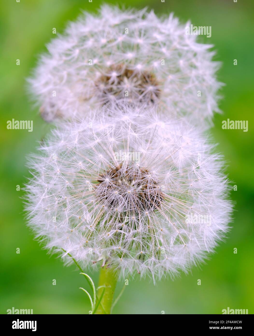 Löwenzahn-Köpfe übereinander auf einem natürlichen grünen Hintergrund Stockfoto