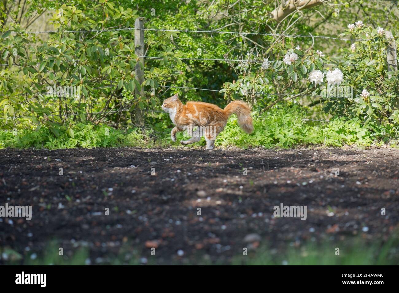 Männliche Maine coon Ingwer und weiße Katze Rennen, laufen oder scampering über Gartenboden mit Bäumen und Sträuchern im Hintergrund. Stockfoto