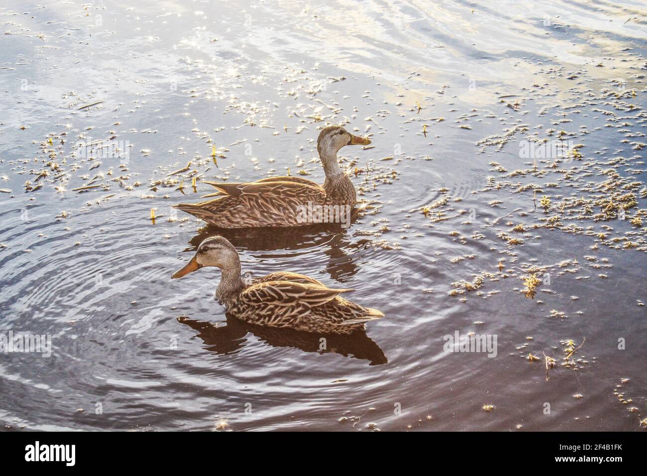 Zwei braune Enten in Florida Sumpf. Stockfoto