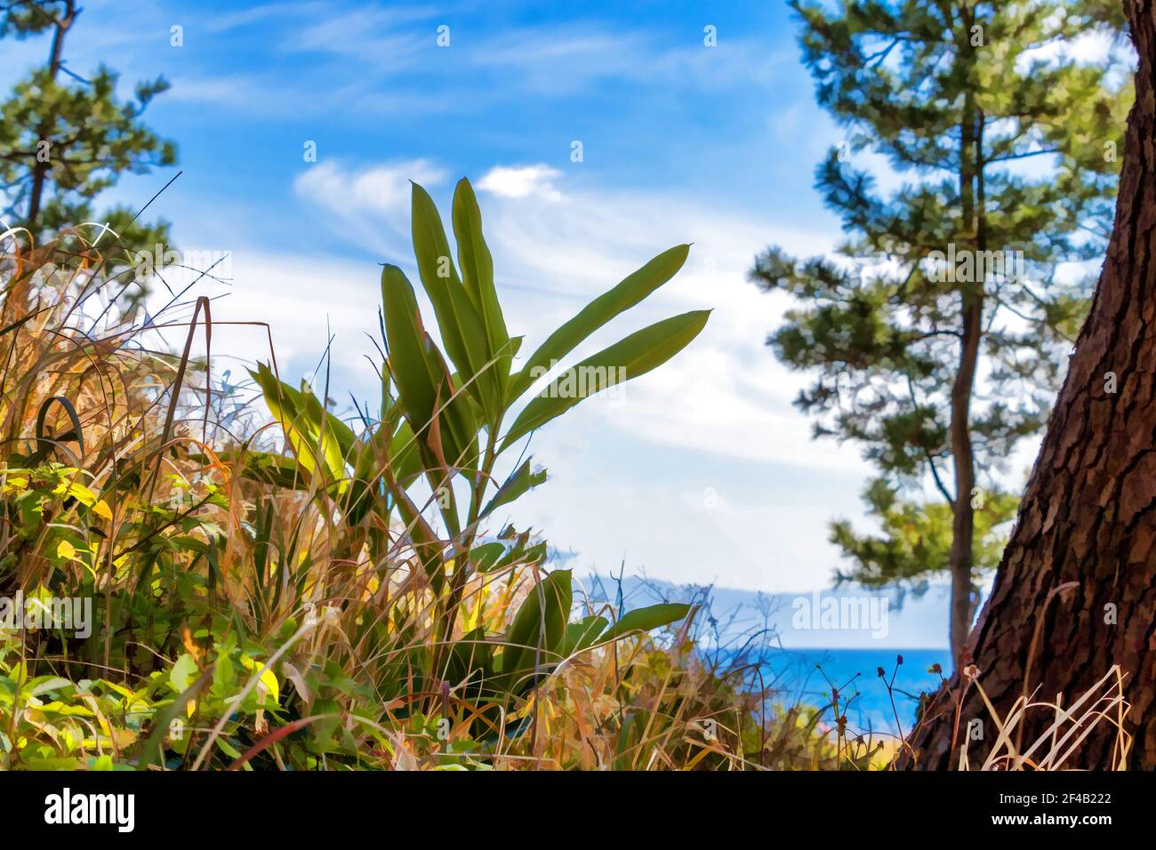 Teil der Kinko Bay durch das üppige Wachstum und Bäume auf einem Hang gesehen. Stockfoto