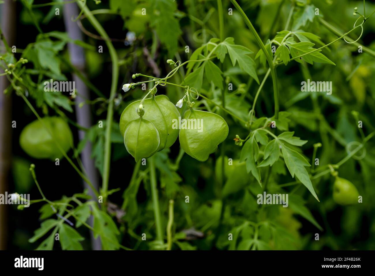 Noch unreife (grüne) Früchte der Ballonpflanze oder Liebe im Blätterteig - Cardiospermum halicacabum - im Frühsommer, Bayern, Deutschland, Europa Stockfoto