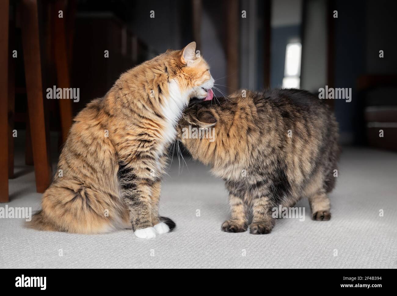 Katzen pflegen sich gegenseitig. Selektiver Fokus. Junge weibliche Katze leckt den Kopf der weiblichen älteren tabby Katze. Konzept für allogrooming, soziale Bedürfnisse von Katzen Stockfoto