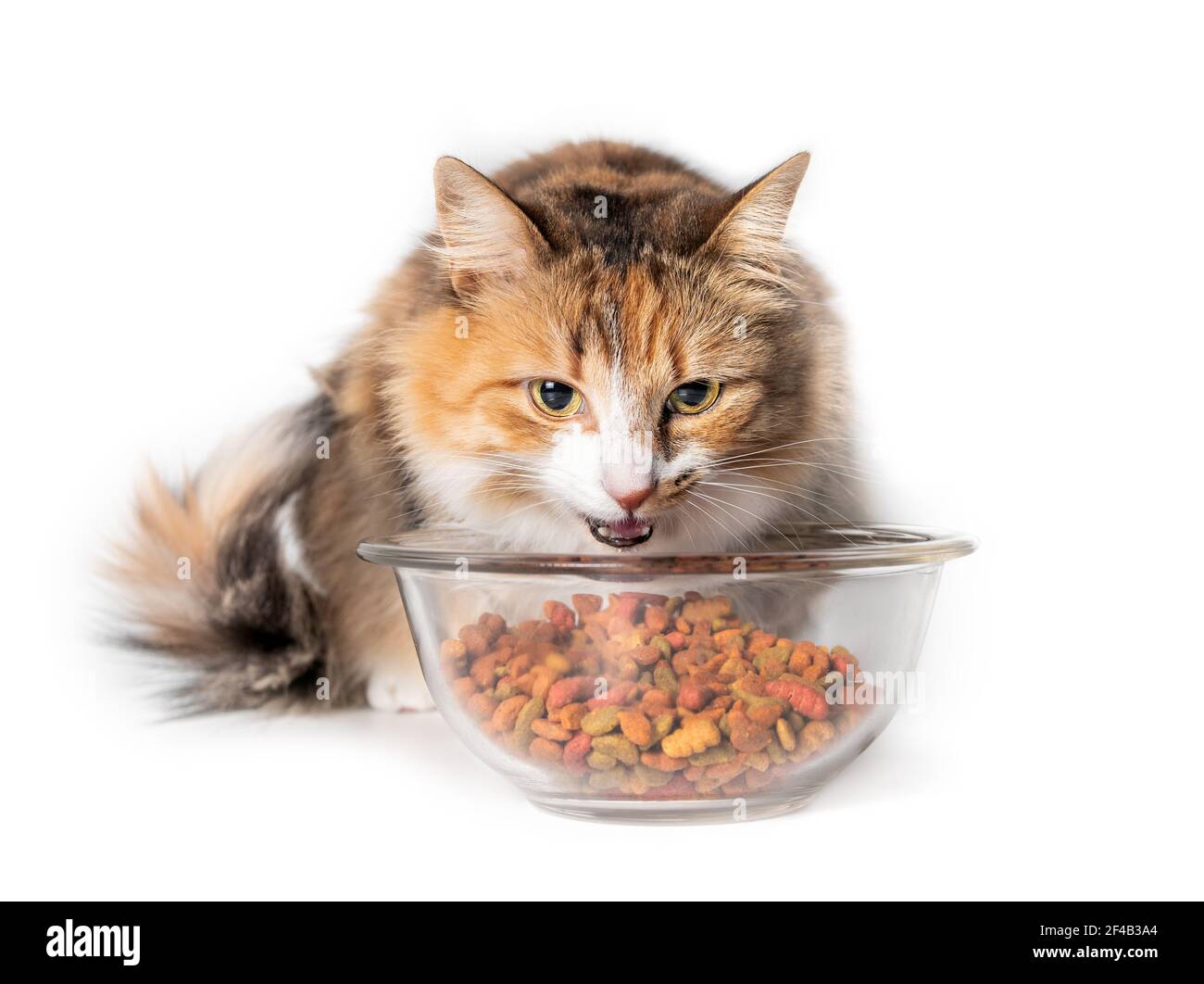 Katze essen Kibbles aus einer Schüssel. Niedliche Kitty mit Mund offen hinter einem großen Glasschale mit trockenem Tierfutter gefüllt. Konzept für Überfütterung oder Überernährung c Stockfoto