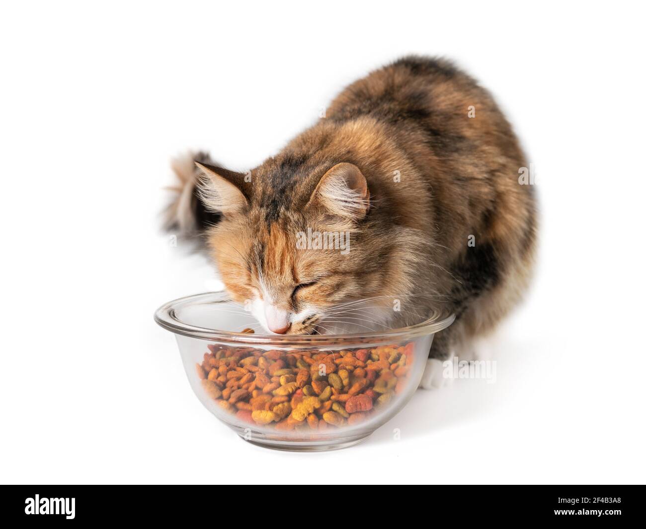 Katze essen Kibbles aus einer Schüssel. Cute Kitty knabbern auf große Menge an trockenem Tierfutter in Glasschale. Konzept für überfüttern oder überfressen Katzen und Hunde. Stockfoto