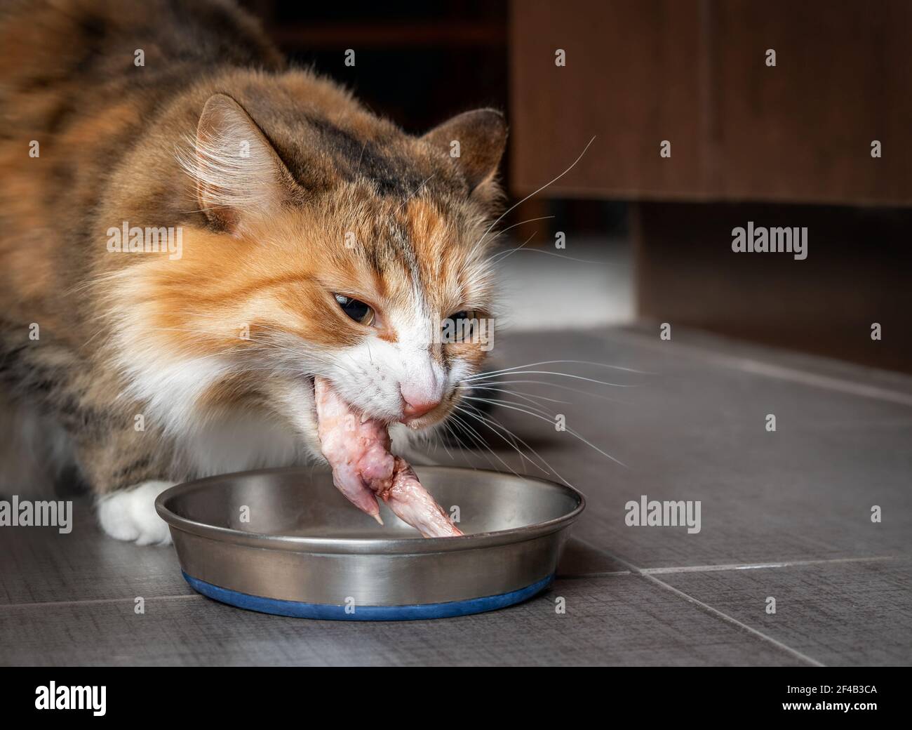 Katze essen rohes Huhn Flügelspitze. Nette weibliche Kätzchen kauen auf einem großen Stück rohes Fleisch in der Küche. Konzept für Rohkost für Katzen, Hunde und p Stockfoto