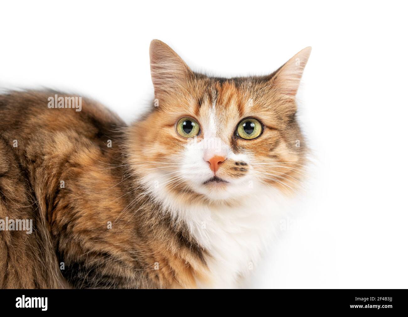 Katzenkopfschuss mit asymmetrischen Gesichtsmarkierungen, Vorderansicht. Schöne orange-weiße flauschige Katze (Torbie) mit leicht geneigtem Kopf. Isoliert auf w Stockfoto