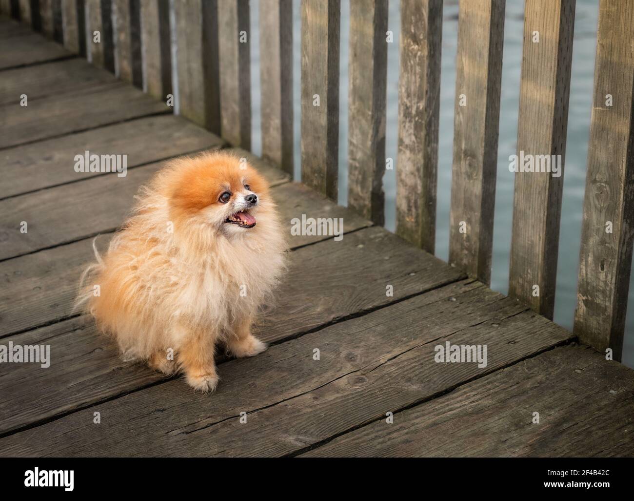 Pommersche Hund in der Notwendigkeit der Pflege oder Haarschnitt. Niedliche flauschige Spielzeug Hund mit fröhlichen Gesichtsausdruck sitzt auf einem hölzernen Gehweg. Das lange orangefarbene Fell ist braun Stockfoto