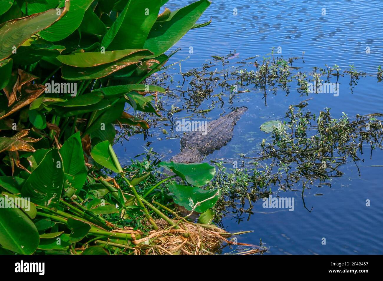 Großer Alligator am schlammigen Ufer des Sumpfes Stockfoto