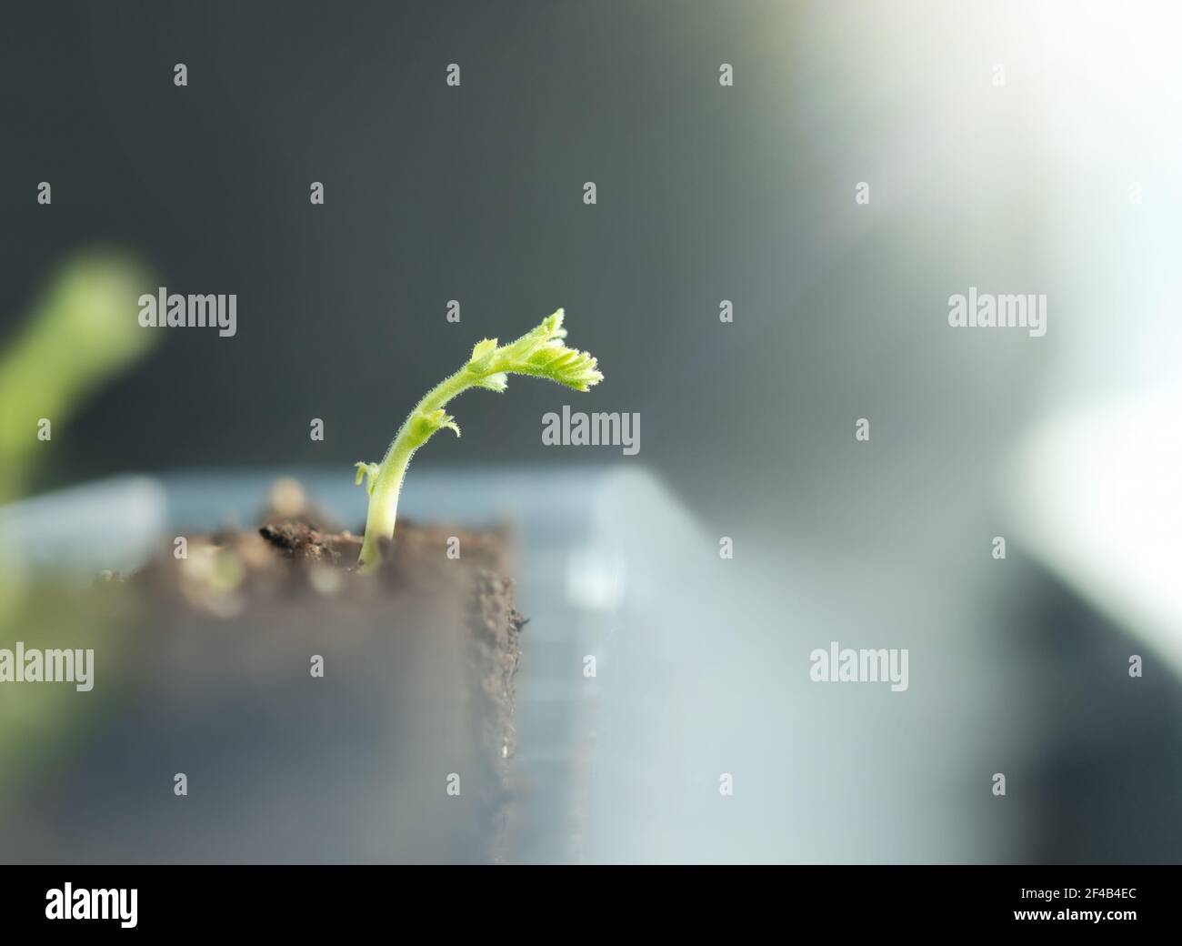 Kabuli Kichererbsen Keimling gerade entstanden. Bekannt als bengalgram, Garbanzo Bohne, ägyptische Erbsenerde oder Cicer arietinum. Der Seed beginnt im Innenbereich auf der Fensterbank. Neu Stockfoto